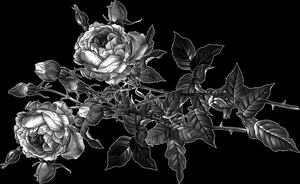 розы садовые - картинки для гравировки